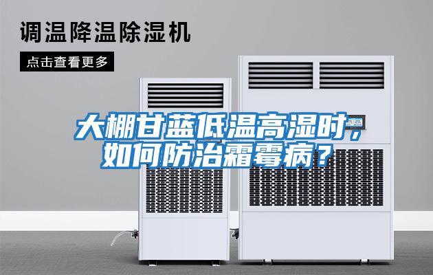 大棚甘藍低溫高濕時，如何防治霜霉?。?></div>
								<div   id=